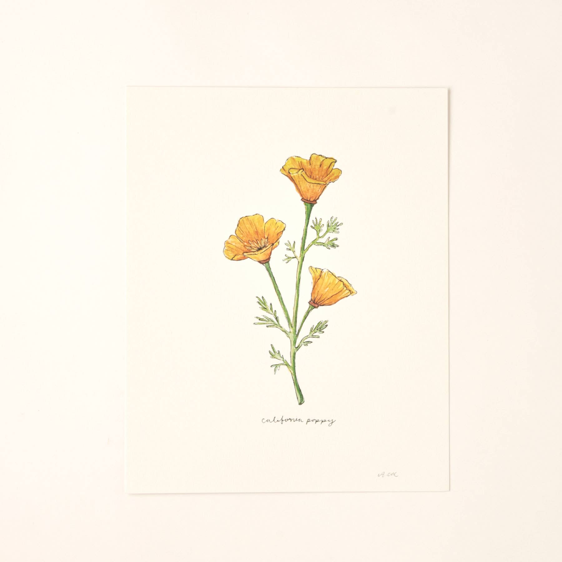 California Golden Poppy Wildflower Art Print Home Wall Decor
